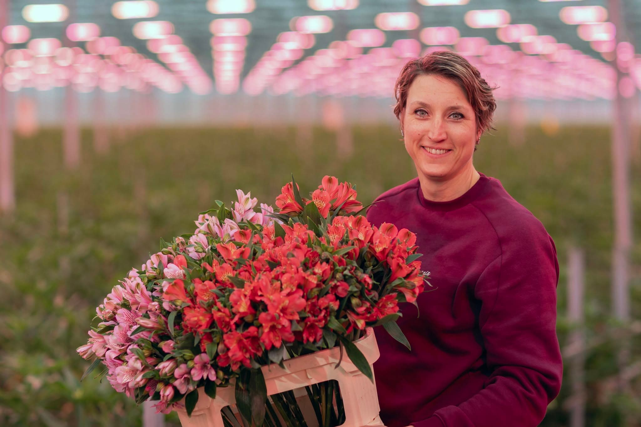 Medewerkster van Plantion met een grote bos oranje en roze alstroemeria in de kas