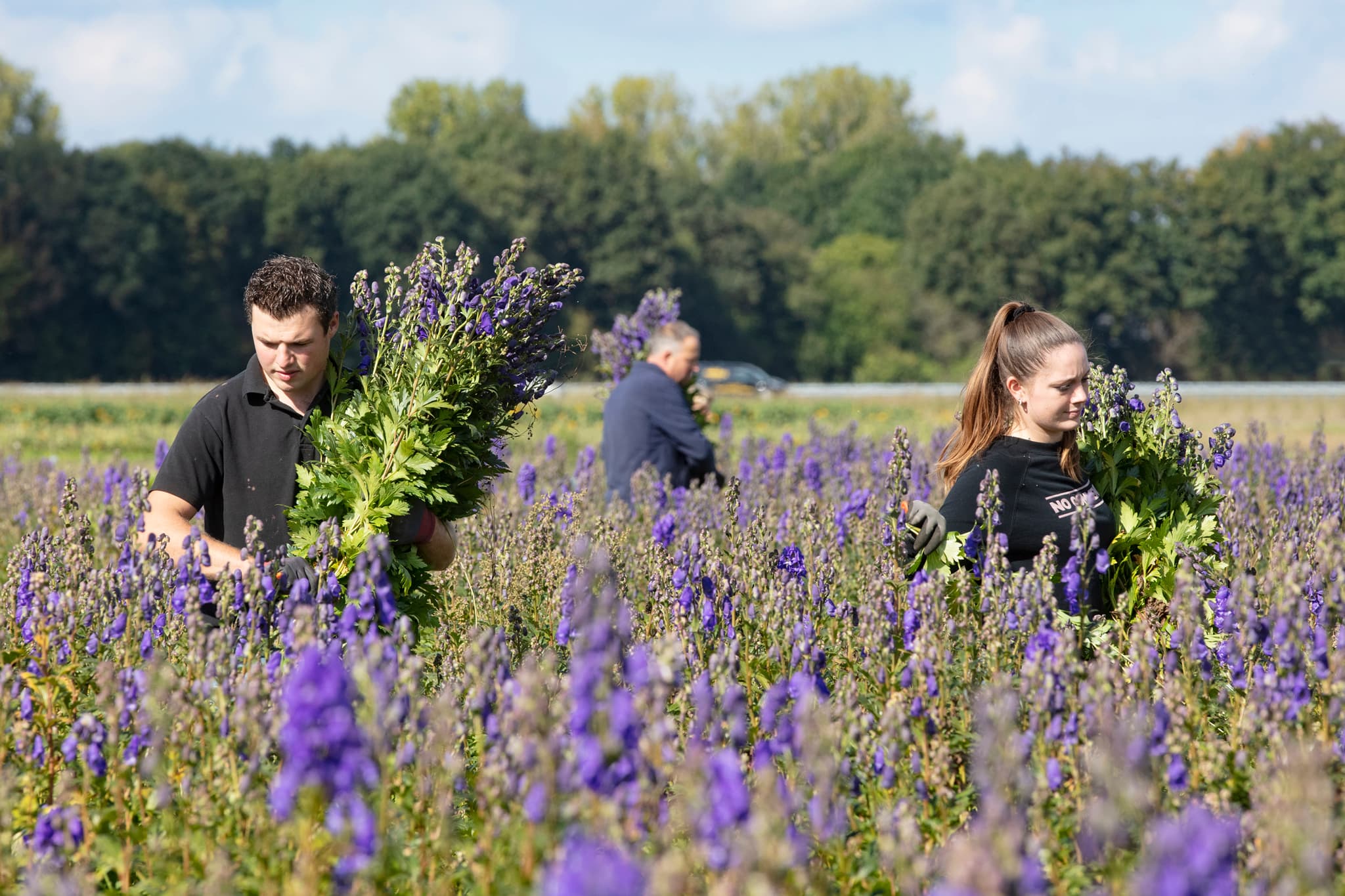Medewerkers van Plantion oogsten paarse aconitum in het veld