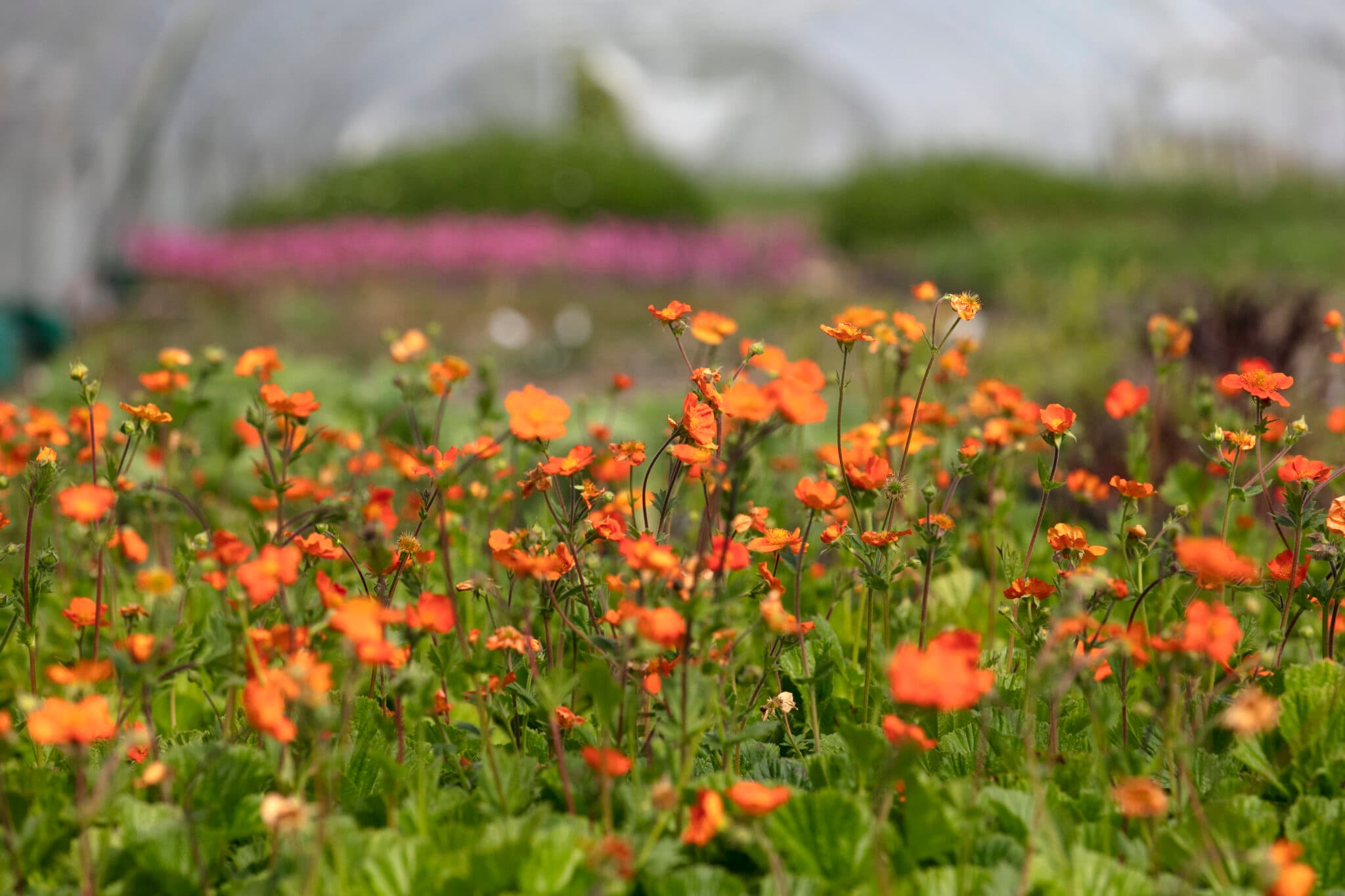 Oranje bloemen in een kas, beeld voor Plantion