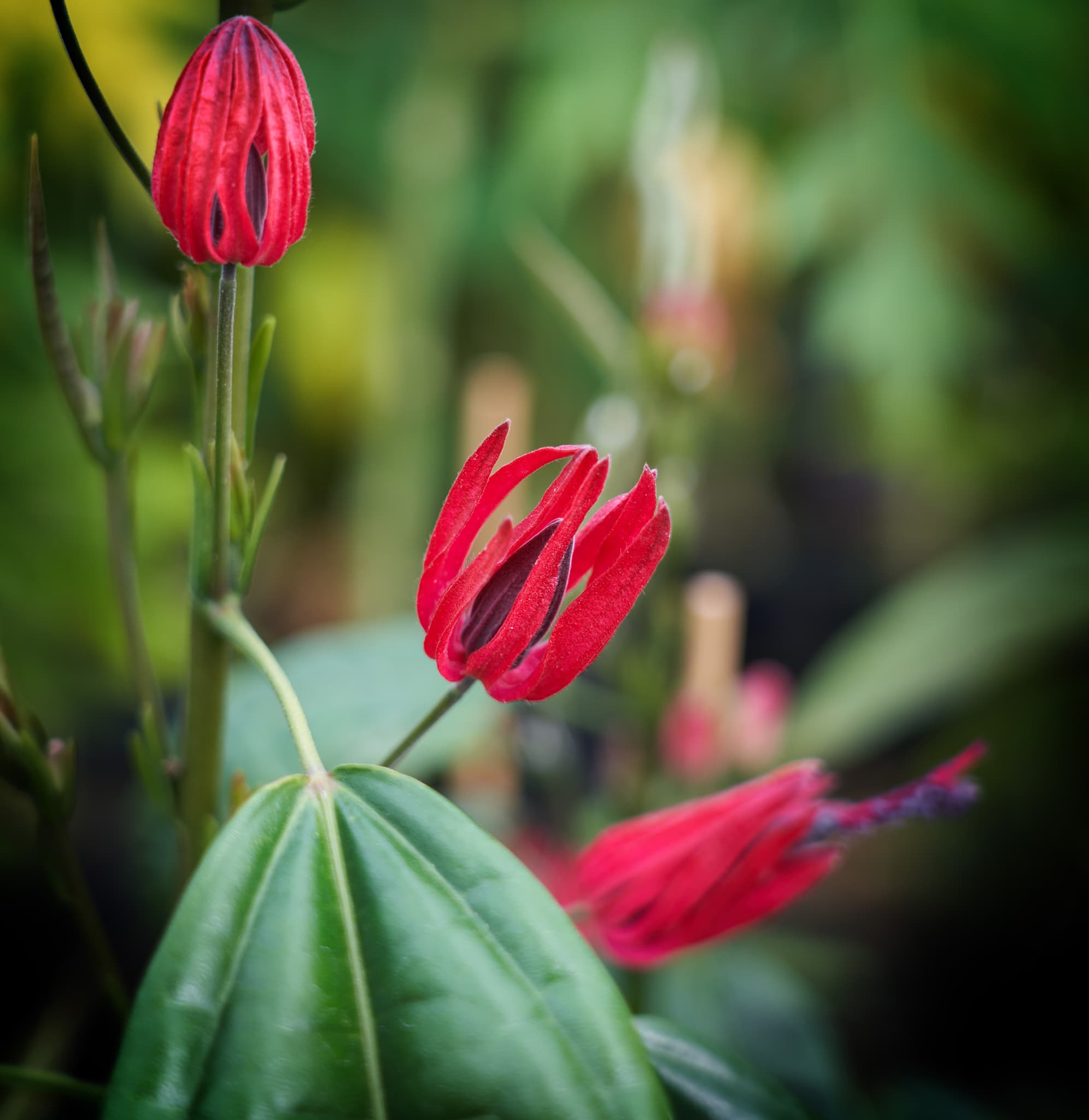 Rode bloemknoppen van een plant in de kas, voor Plantion
